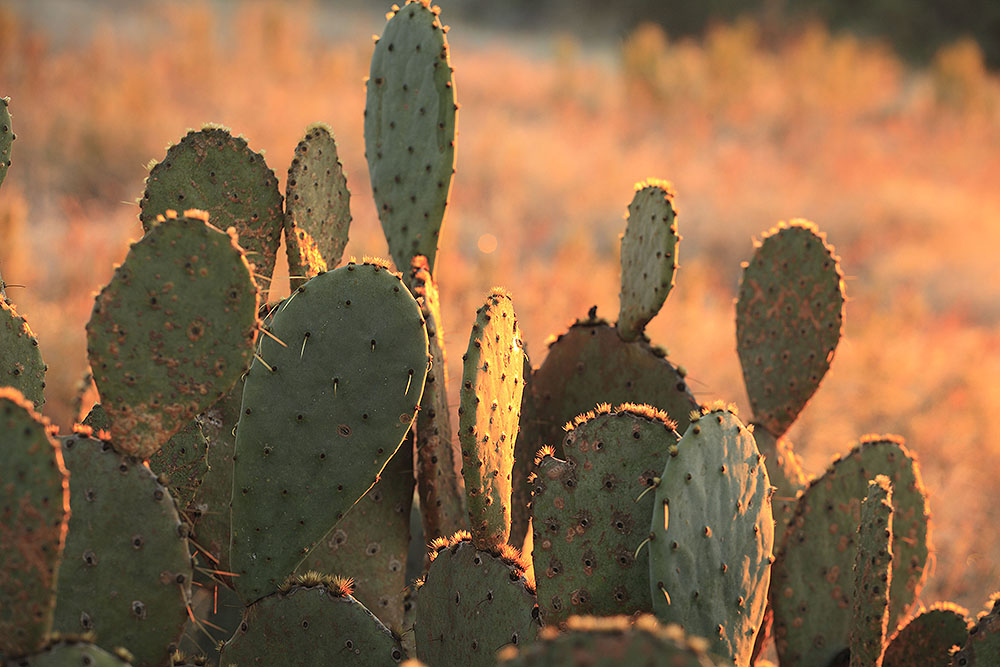 Prickly Pear Comal County_151123_4083